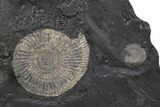 Dactylioceras Ammonite Cluster - Posidonia Shale, Germany #240201-1
